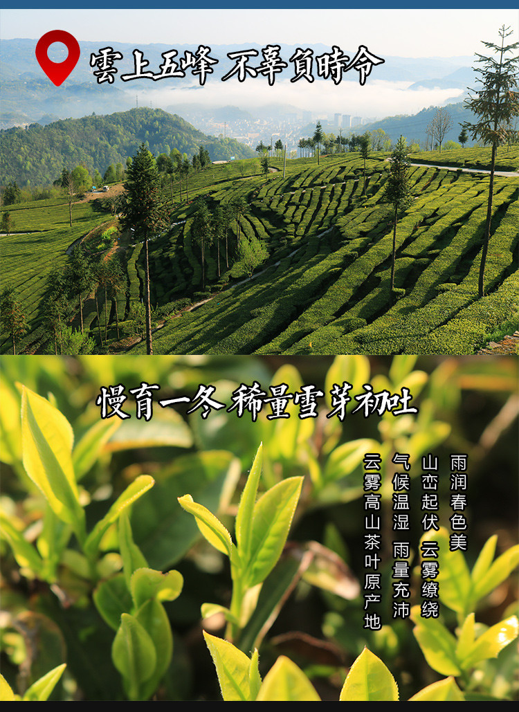 【邮政扶贫】湖北五峰明前毛尖新茶实惠简装绿茶108g