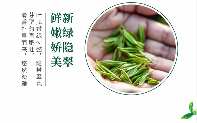 五峰绿茶毛尖口粮茶250g