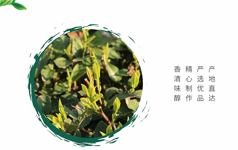 五峰绿茶毛尖口粮茶250g