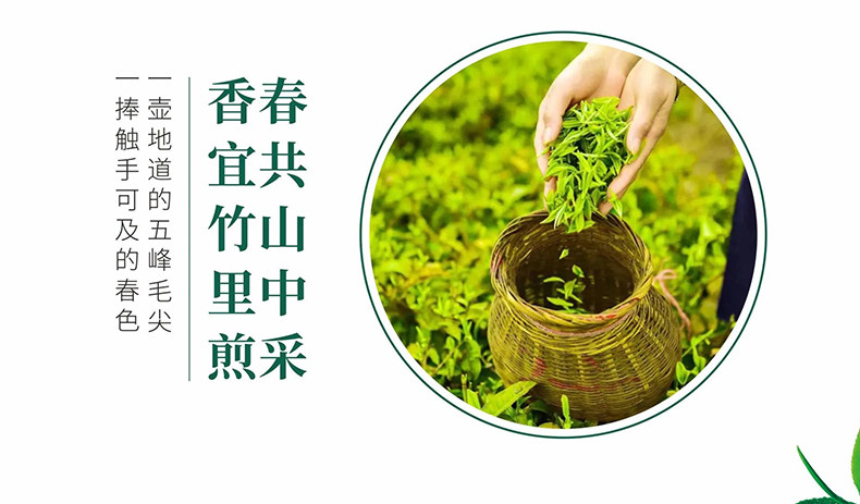 五峰绿茶毛尖口粮茶250g