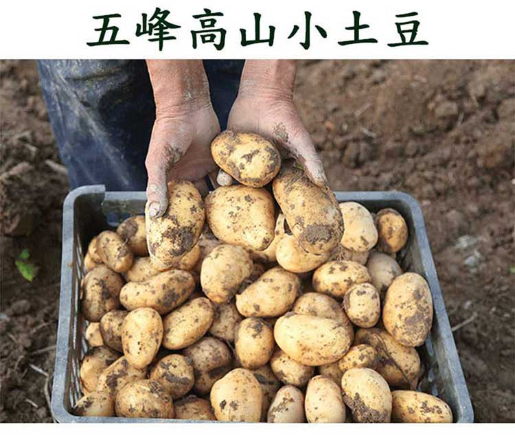 【电商扶贫】湖北五峰高山小土豆2020新土豆产地直销洋芋马铃薯5斤装