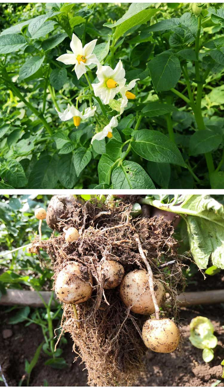 【邮政助农】湖北五峰高山小土豆2.5斤农家肥种植洋芋马铃薯