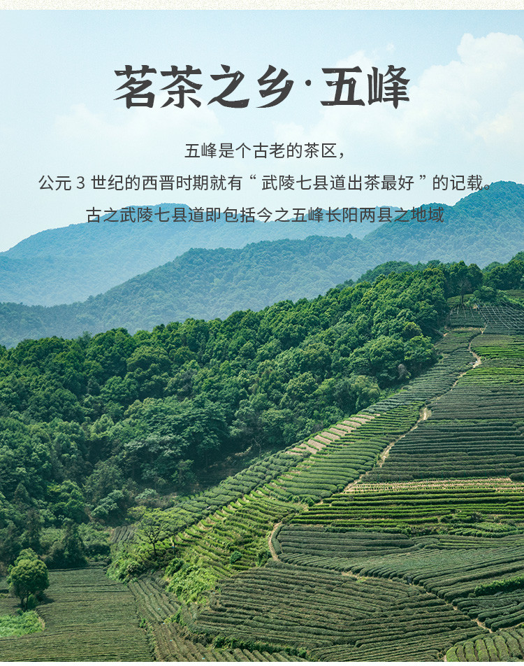 五峰绿茶高山毛尖茶茶韵48g盒