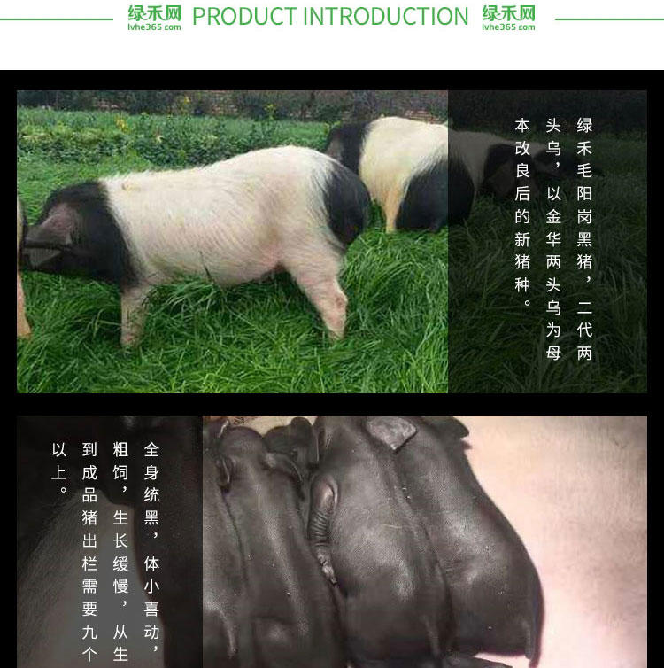 绿禾福 毛阳岗黑猪猪肝