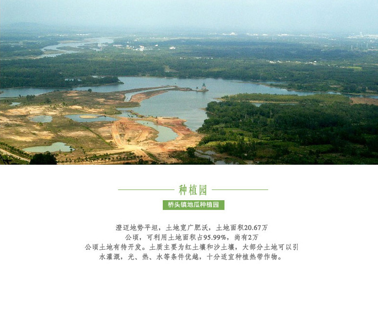 海南澄迈桥沙地瓜5斤 新鲜黄心红薯天然种植农家桥头基地