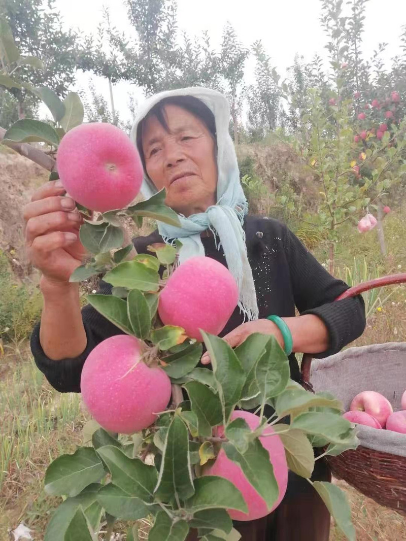 农家自产 庆阳 环县 红富士苹果