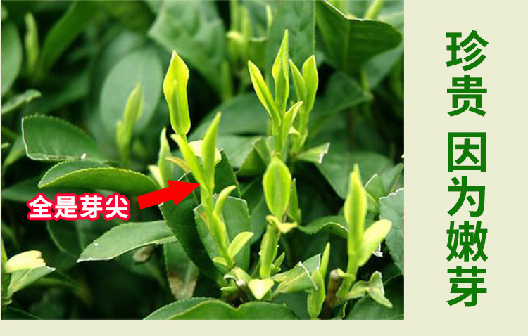 【随县馆】随县 车云山  雨前茶 250g