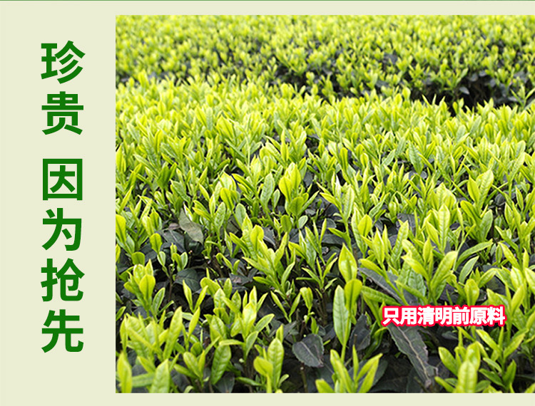 【随县馆】随县 车云山  雨前茶 250g