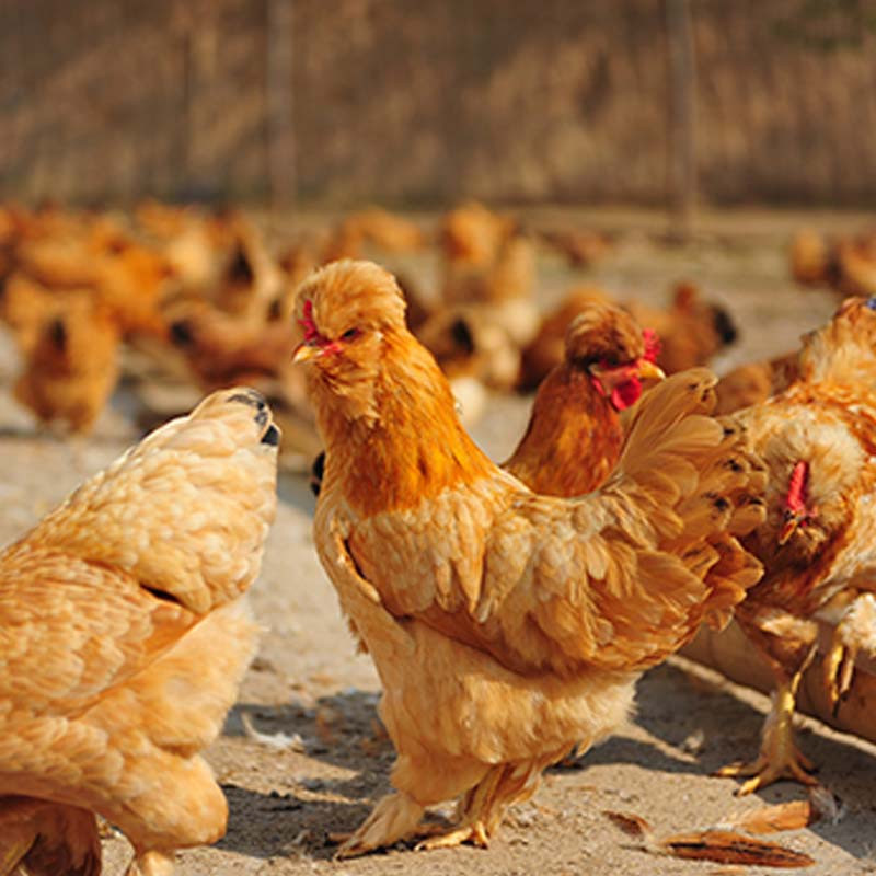 【黑龙江牡丹江穆棱】黑土油鸡散养油鸡 一只2斤左右 新鲜鸡肉 基地自产 品质保证限黑龙江地区购买