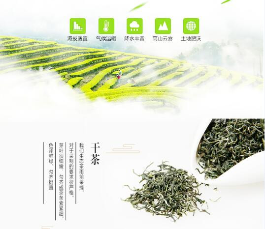 【鸿山岩】福建高山绿茶/白露茶 250g全新上市