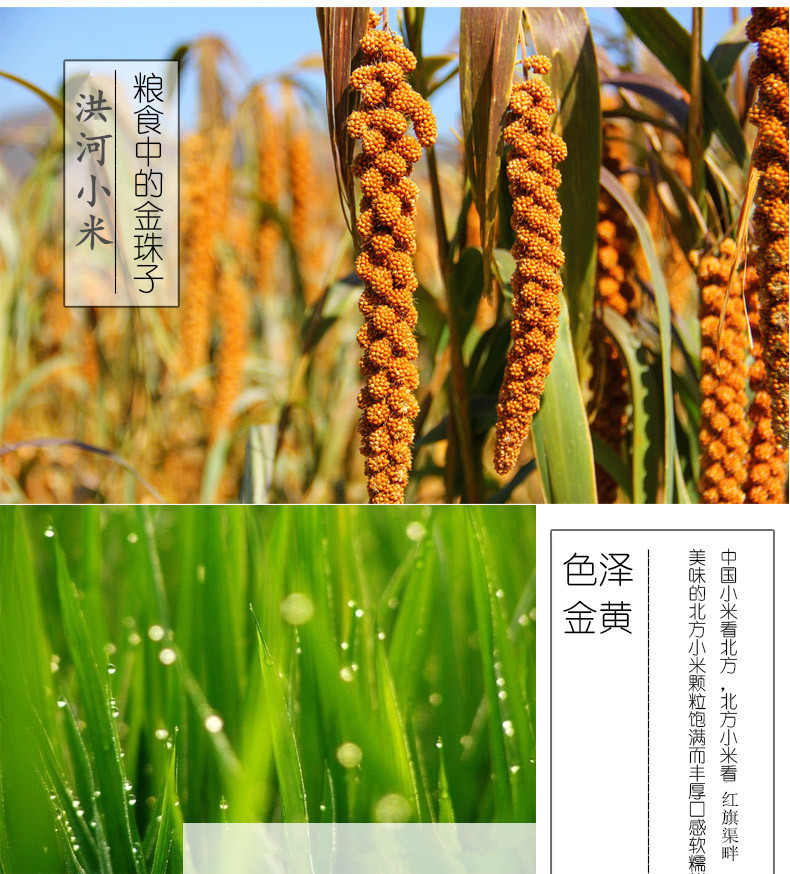 【四月小铺】林州特产石碾小米洪河小米粗粮新米杂粮小黄米月子米