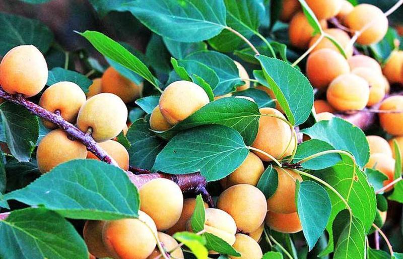 【预售】麦黄杏 2.5斤自然生长成熟 新鲜水果 水果甜杏子