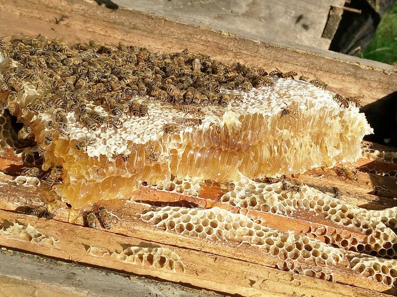 【四月小铺】巢蜜纯正天然农家自产老蜂巢野生土蜂蜜嚼着吃盒装