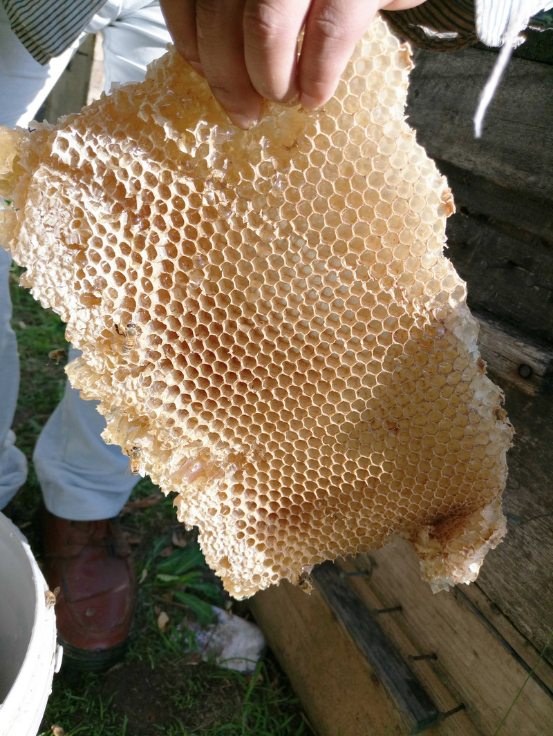 【四月小铺】巢蜜纯正天然农家自产老蜂巢野生土蜂蜜嚼着吃盒装