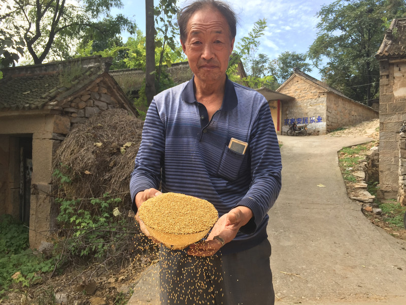 【四月小铺电商助农】红旗渠八里沟山地小米石碾小米5斤