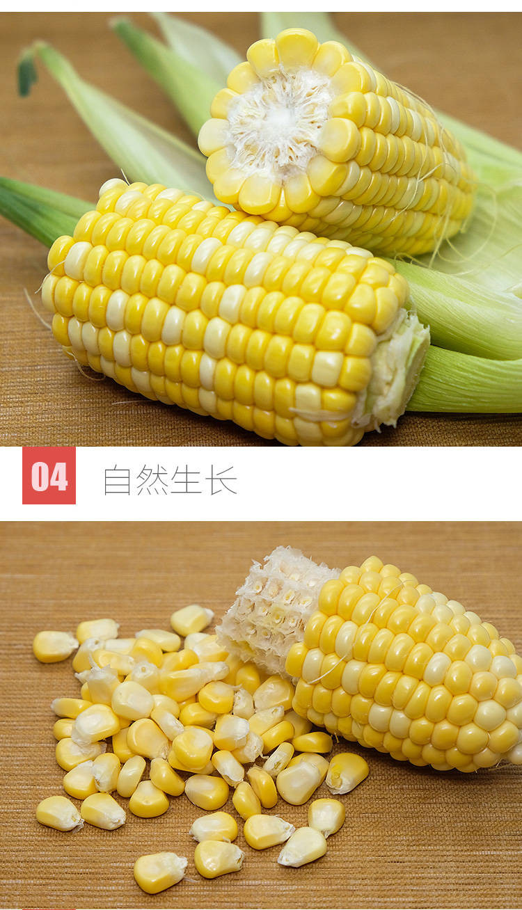 【四月小铺】 现摘水果玉米甜脆玉米甜玉米棒 新鲜玉米非糯玉米 3斤4-12个