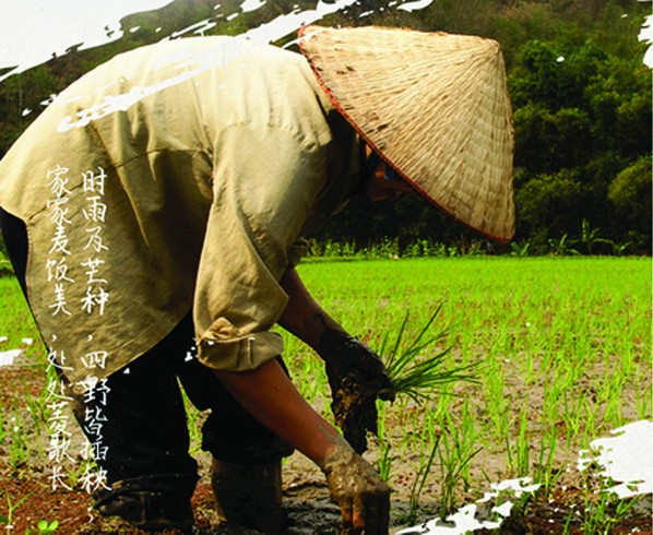 【黑龙江哈尔滨】江水谷道长粒香真空包装2.5kg/5kg包邮（青海、西藏、新疆偏远地区除外)