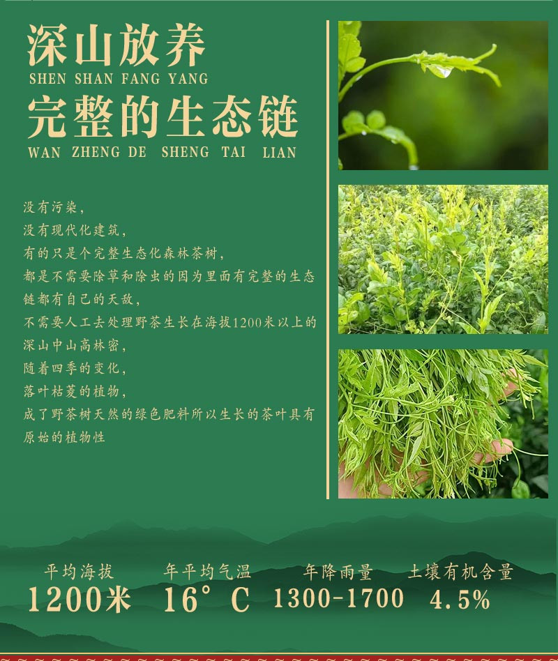 湘味福 【湘西】永顺莓茶500g老叶