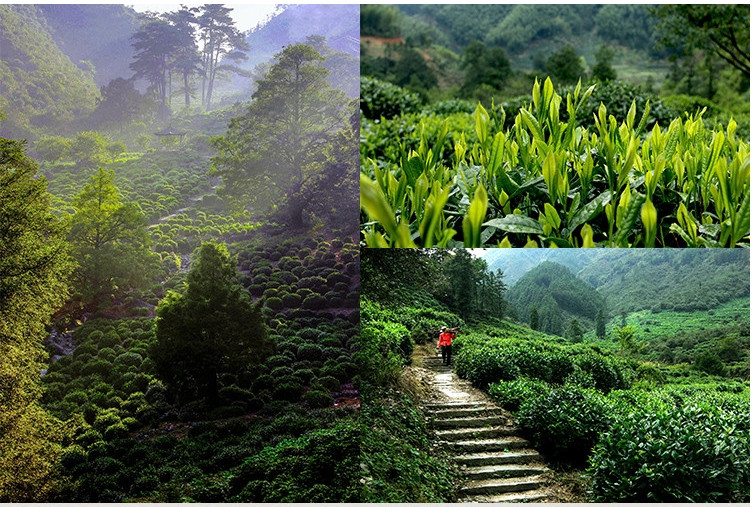 新安源 黄山毛峰