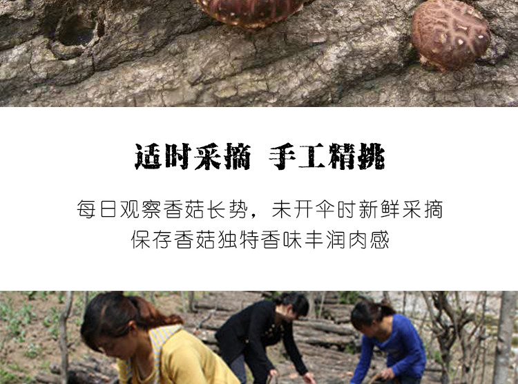 【老河口市】精选椴木香菇干货襄阳土特产无根免摘手工精选散装蘑菇250g 包邮