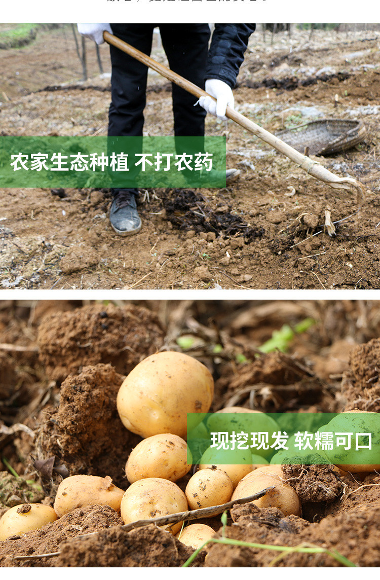 高山富硒农家新鲜蔬菜小土豆5斤装 黄心土豆 洋芋马铃薯 现挖现发 2.5kg