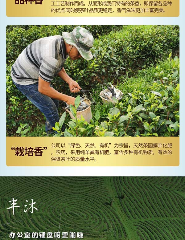 陨坑茶 民族风绿茶 白沙绿茶  一芽二叶 100G