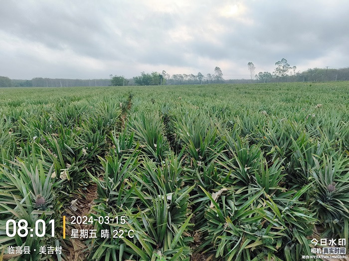 园生递 美香凤梨礼盒两个装2.5kg（省内包邮）