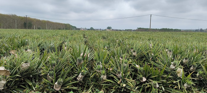 园生递 美香凤梨礼盒两个装2.5kg（省内包邮）