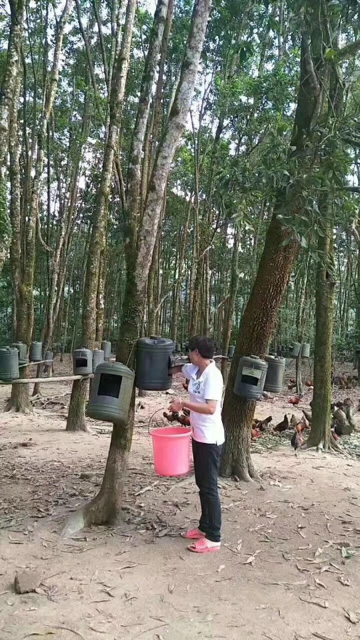 [电商扶贫]海南琼中农乡牧山鸡蛋限时购（20枚）