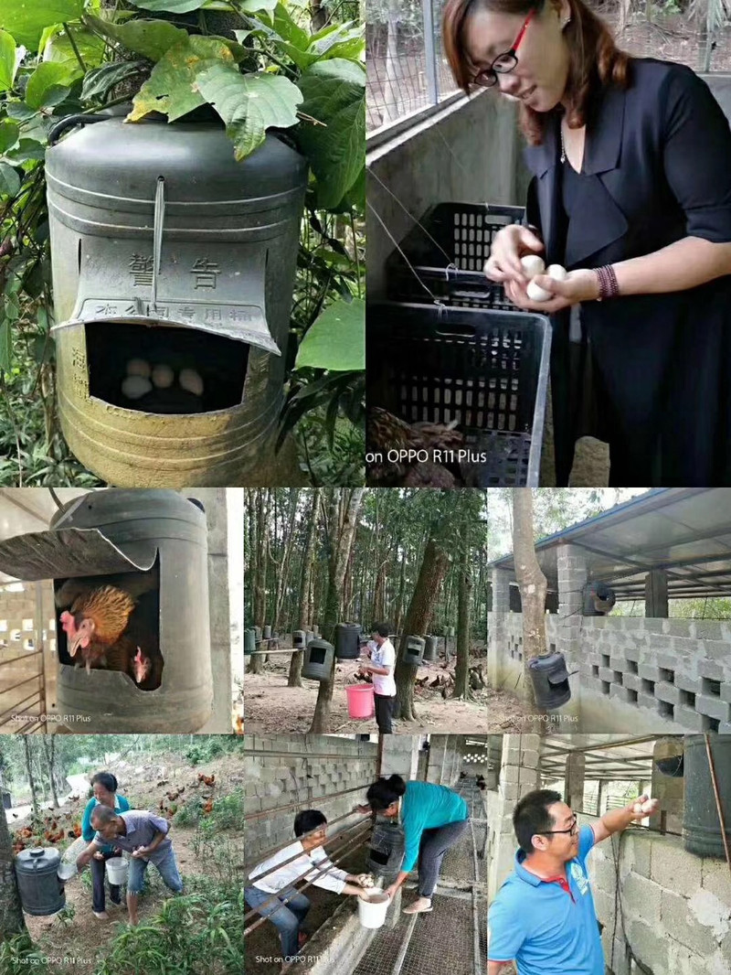 [电商扶贫]海南琼中农乡牧山鸡蛋限时购（20枚）