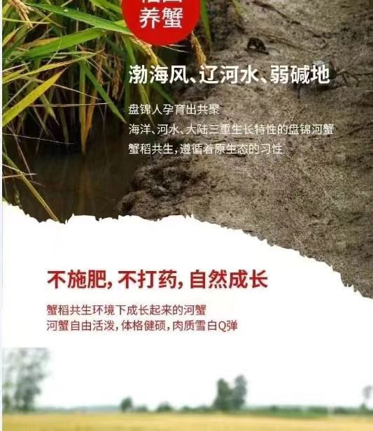 寰球邮鲜 【大连馆】盘锦河蟹产地直发多规格115起 【辽宁省内包邮】