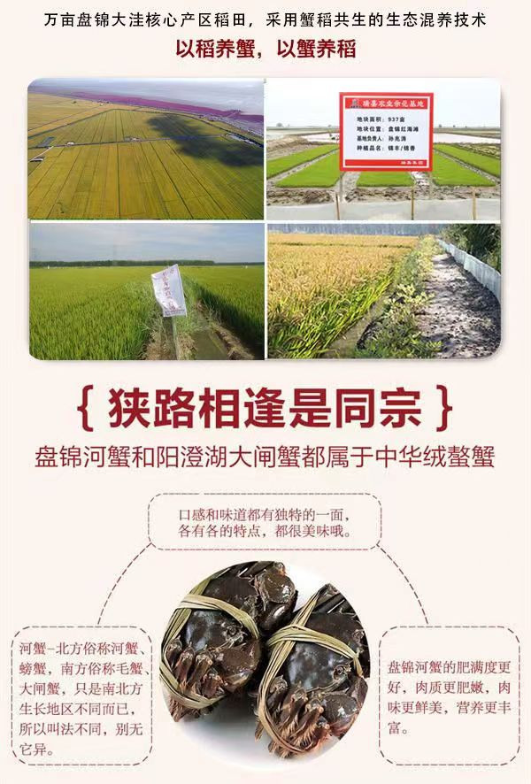 寰球邮鲜 【大连馆】盘锦河蟹产地直发多规格115起 【辽宁省内包邮】