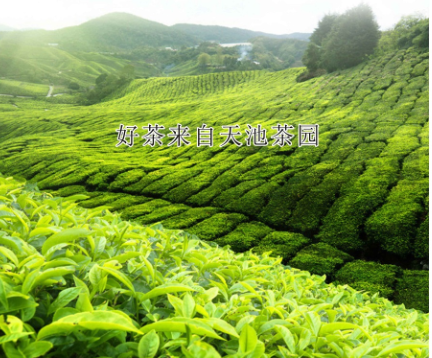 水镜湖北南漳灏云间茗茶净叶