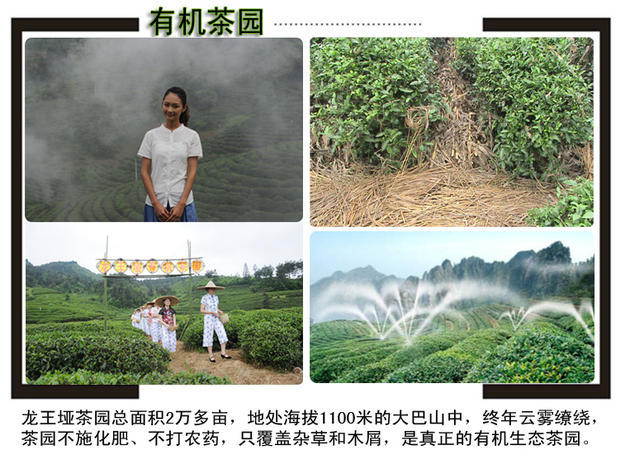 【郧阳馆】 特级毛尖嫩芽芽茶 高山有机绿茶 龙峰王高档礼盒装