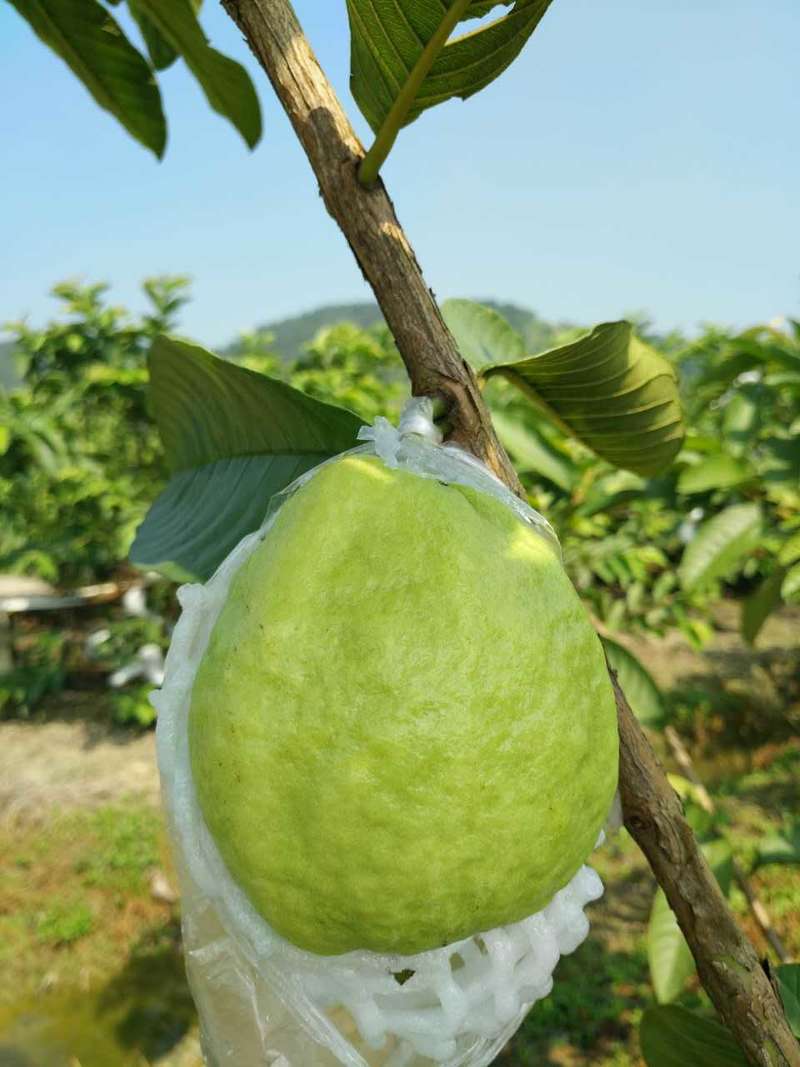 台湾珍珠芭乐白心番石榴3斤新鲜水果