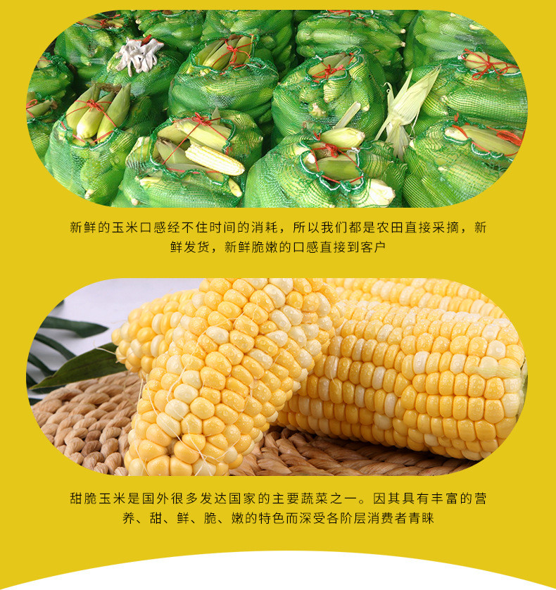 云南高原农家自然种植甜脆玉米新鲜蔬菜甜脆玉米棒包谷生鲜