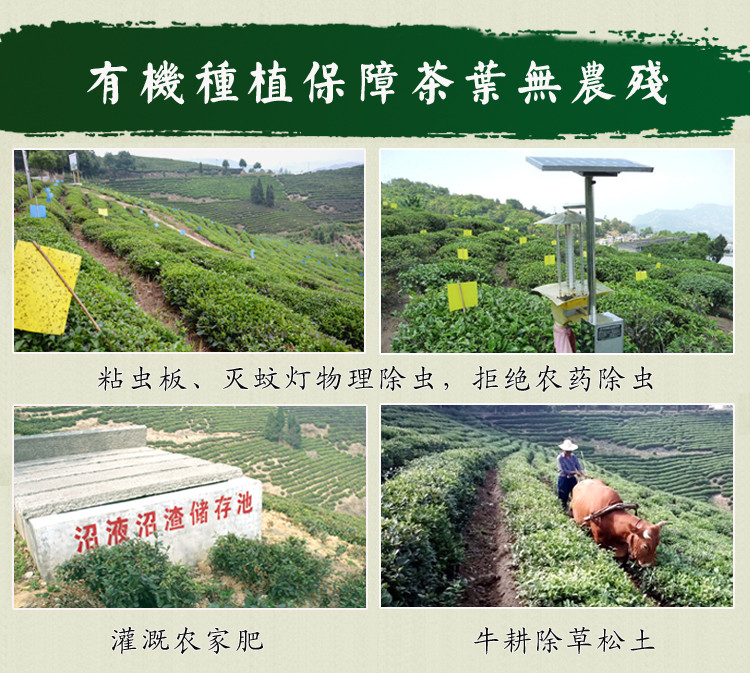 玉皇剑2018新茶明前有机绿茶嫩芽特级茶叶正品金剑礼盒高山云雾茶