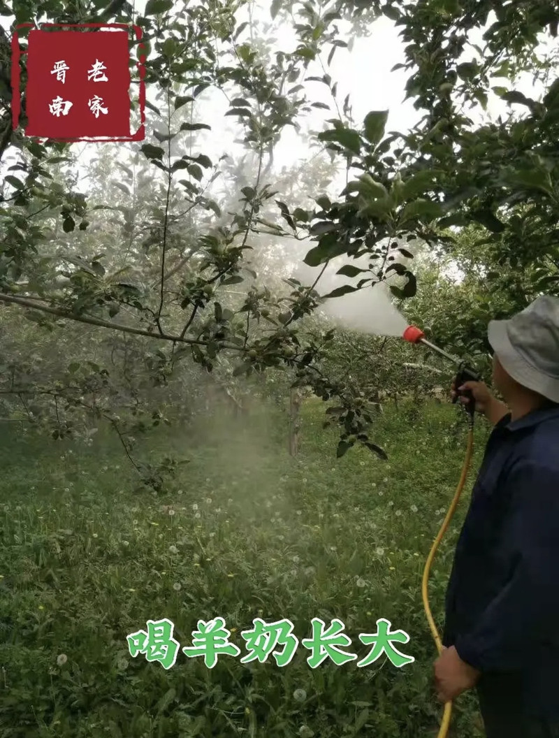  晋南老家 【山西.运城】羊奶苹果出口级品控两种规格12枚