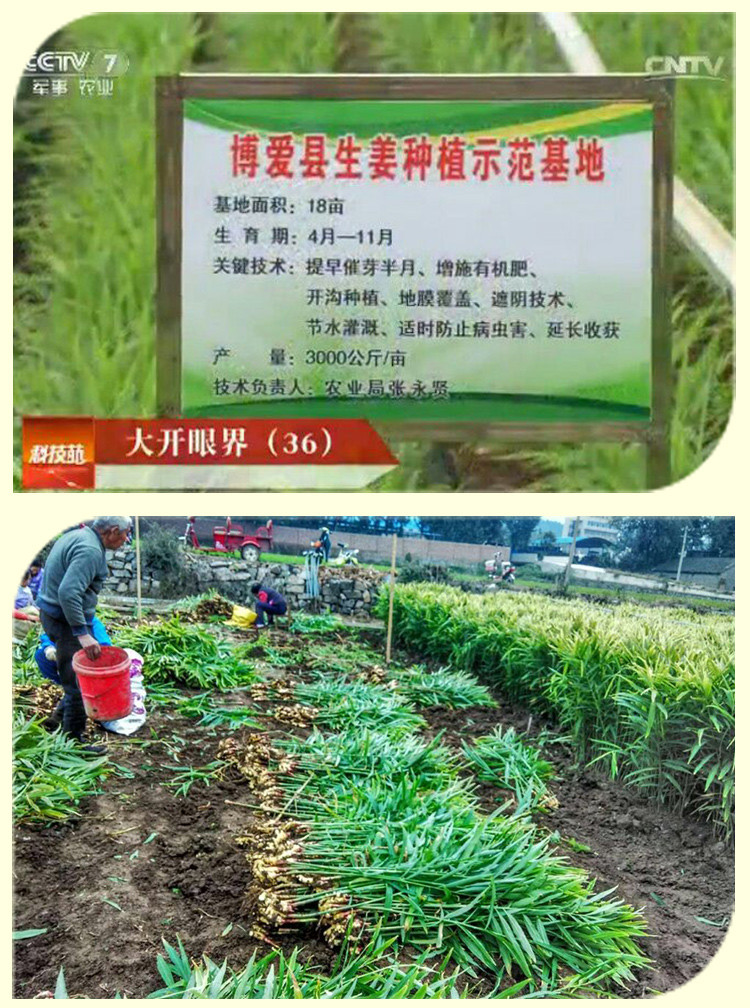 姜糖蜜约纯手工怀姜糖膏暖宫暖体驱寒红糖枣痛经生姜老姜汤姜汁黑糖姜母茶