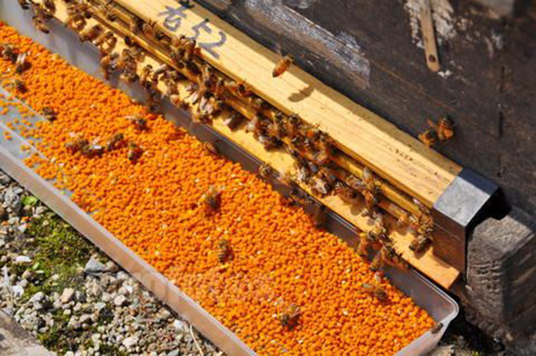 蜂巢密码 茶花粉蜂花粉茶叶花粉纯花粉破壁花粉260克包邮