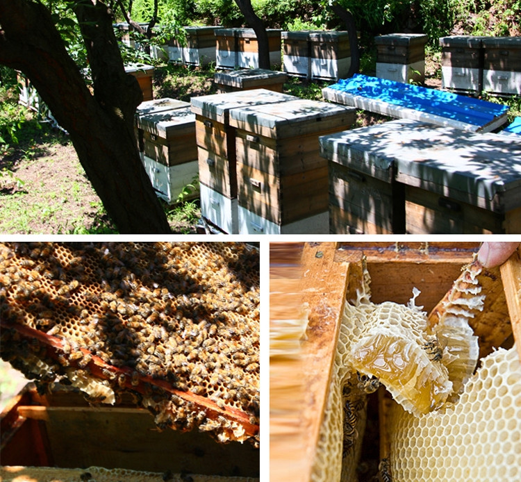 九华山馆蜂巢密码 油菜花蜜百花蜂蜜纯天然农家自产纯蜂蜜500克仰天堂
