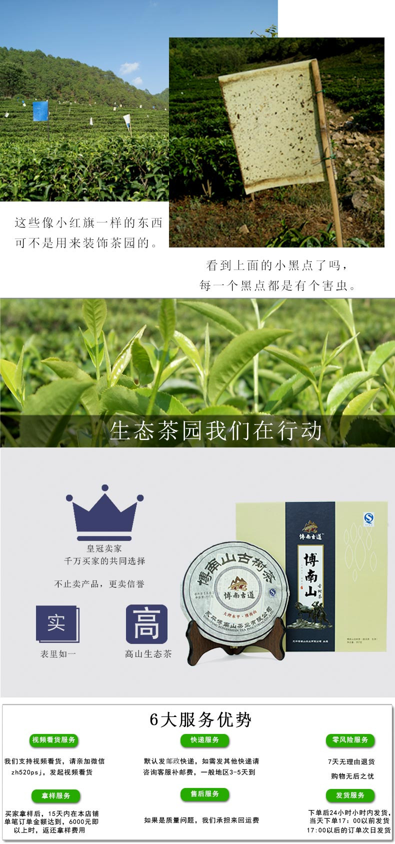 凤鸣桥 云南永平高山生态茶碧螺春古树茶 博南山茶