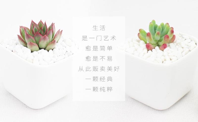 多肉植物组合盆栽花卉  不含白盆（需单独购买）