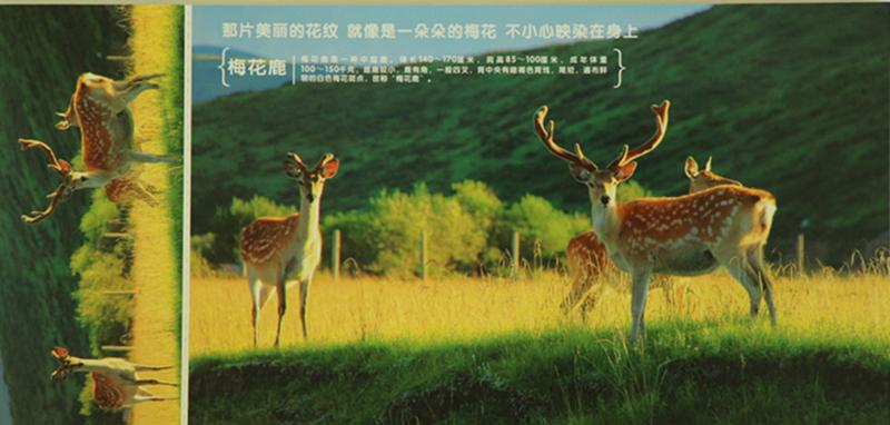 中国邮政 圣地阿坝之精灵阿坝州珍稀动物明信片