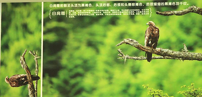 中国邮政 圣地阿坝之精灵阿坝州珍稀鸟类明信片