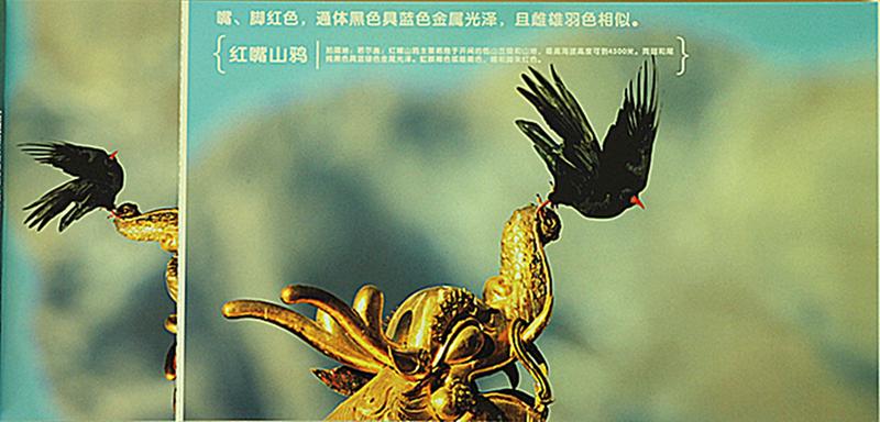 中国邮政 圣地阿坝之精灵阿坝州珍稀鸟类明信片