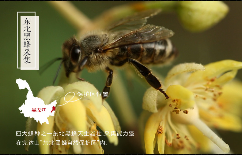 康旦神顶峰椴树黑蜂蜜 原始森林原酿金奖纯雪蜜/1000g