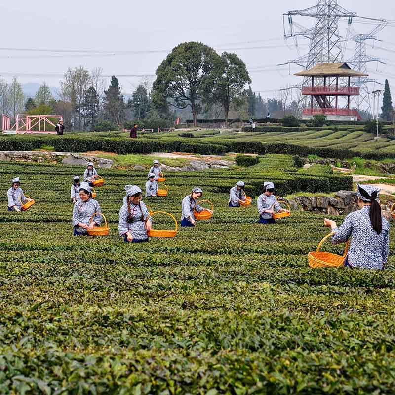 御园绿茶2019新茶高山云雾浓香型茶叶绿茶散装特级250g包邮