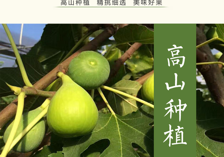 【邮乐宁德馆】 周宁特产 高山原生态 新鲜无花果6斤装 现摘现发包邮