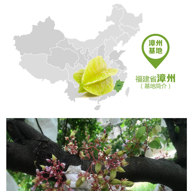 【一月一品】新鲜台湾红龙杨桃水果1500g/件 约5-8粒 热带水果